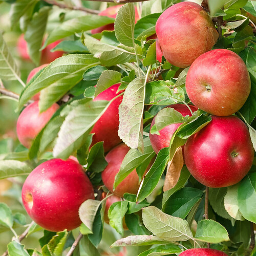 하루한알 맛있는 사과10kg(40~45개입)