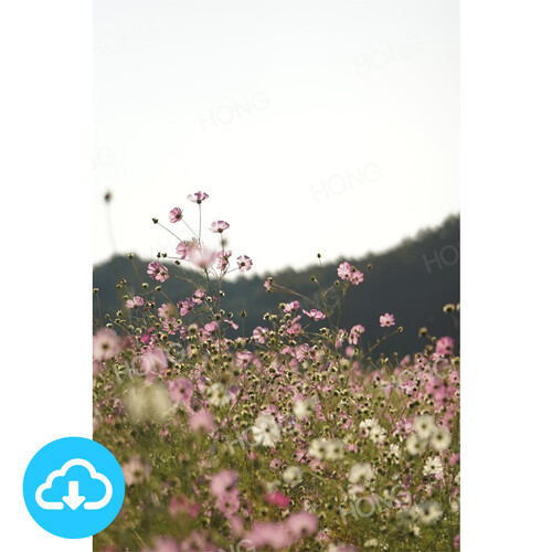 꽃 포토이미지 5 by HONG / 이메일발송 (파일)